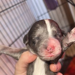 Bernedoodle Puppies from Caribou Doodles