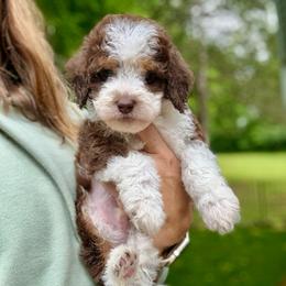 Tater - Tri-color male Bernedoodle puppy in Fayetteville, Arkansas from Huckleberry Bernedoodles
