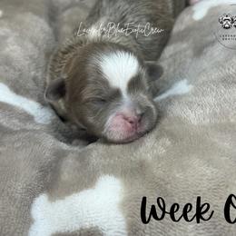 Macchiato - Lilac male Shih Tzu puppy in Olive Branch, Mississippi from Lavender Blue Exotic Crew
