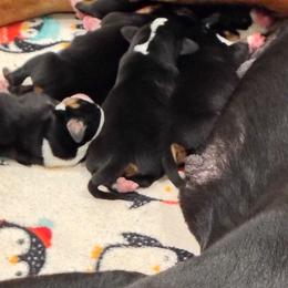 Puppy 1 - Black, white and red male Greater Swiss Mountain Dog puppy in Conroe, Texas from S’rendi Greater Swiss Mountain Dogs