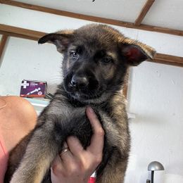 Gray Collar - German Shepherd puppy in Bonne Terre, Missouri from Skaggs Shepherds