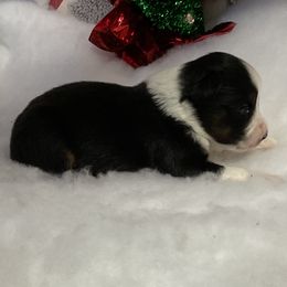 Sofia - Black tri female Miniature Australian Shepherd puppy in Signal Mountain, Tennessee from D & D Miniature and Toy Australian Sheppards