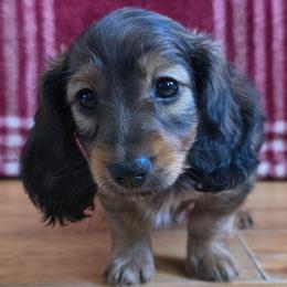 Milana 3,000 PRA clear - Sable female Dachshund puppy in Dade City, Florida from Kingpindoxies