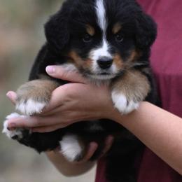 Bernese Mountain Dog, Golden Mountain Dog, and Golden Retriever Puppies from Grateful Bernese & Gage's Goldens