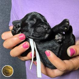 Peanut - Black male Miniature Schnauzer puppy in Frankford, Delaware from Miniature Schnauzers of Delmarva