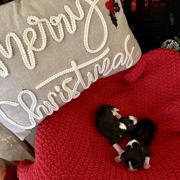 1st Choice - Black white and tan female Beagle puppy in Monticello, Georgia from Beaglelove