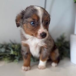 Maci - Blue merle female Toy Australian Shepherd puppy in Ambrose, Georgia from Brandilyn's Aussies
