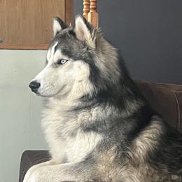 Neko - Siberian Husky