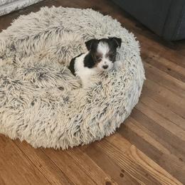 Yorkshire Terrier Puppies from Letterman Yorkies