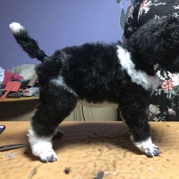 German Shepherd and Poodle Puppies from United Broughton Kennel