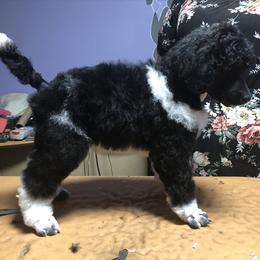 German Shepherd and Poodle Puppies from United Broughton Kennel