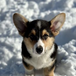 Pembroke Welsh Corgi Puppies from Hills End Corgis