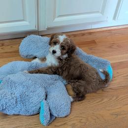 Macaroni - Red  female Goldendoodle puppy in Floyd, Virginia from Hearts and Paws Poodles and Doodles