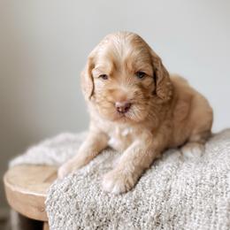 Chef - Yachties - Caramel female Australian Labradoodle puppy in Syracuse, Indiana from The Doodle Cove