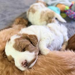 Cavapoo Puppies from Patriot Pups Cavapoos