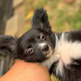Jubilee - Black and white female Companion Cross puppy in Davenport, Washington from Lovely Ladies and Little Asses Miniature Equines (L3A Pomeranians & Papillons)