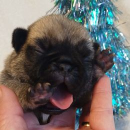 Buddy - Fawn male Pug puppy in Blountsville, Alabama from Rock Springs Pugs