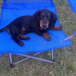 Dachshund Puppies from Champion Dachshunds