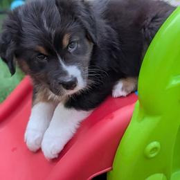 Jumper - Black tri-color male Australian Shepherd puppy in West Greenwich, Rhode Island from Ocean Cliff Aussies