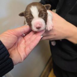 Bree - White and red female Border Collie puppy in Ripley, Oklahoma from Adventure5 Border Collies