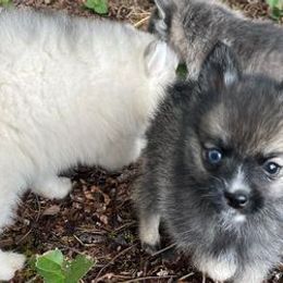 Pomskies from Petite Pomsky
