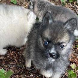 Pomskies from Petite Pomsky