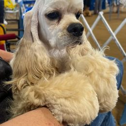 Oliver - Cocker Spaniel