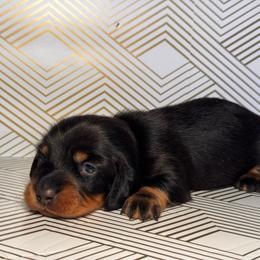 Dixie- Grey girl - Blue and tan female Dachshund puppy in North Auburn, California from Northern Doxie