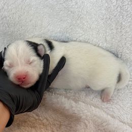 Nala - Black and white female Pomsky puppy in Mc Minnville, Oregon from West Coast Pomskies