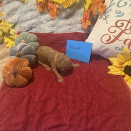 Boy 5 - Brown male Poodle puppy in Detroit, Michigan from Pretty Spoiled Spoos llc