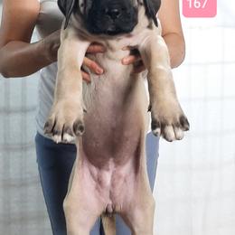 AKC PUP 167 - Fawn female Mastiff puppy in Ava, Missouri from Ozark Mountain Mastiffs