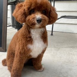 Zara - Poodle