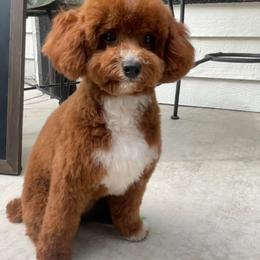 Zara - Poodle