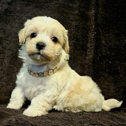 Maltipoo Puppies from Doggies4you