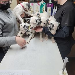 Dalmatian Puppies from Delaney's Dalmatians