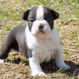 Boston Terrier Puppies from Wolf Ridge Boston Terriers