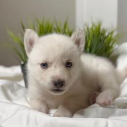 Siberian Husky Puppies from Snowy Siberians