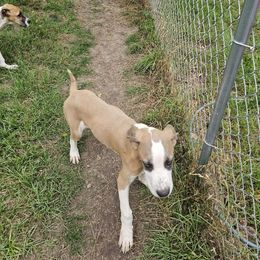 Boy 2 - Fawn Great Dane puppy in Augusta, Georgia from Gentry Farm Danes