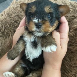 Boy 2 - Black and tan male Yorkshire Terrier puppy in Rock Hill, South Carolina from Teddy Bear Yorkies