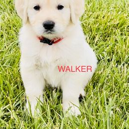 Golden Retriever Puppies from Golden’s of Remington Fields