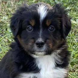 Miniature Australian Shepherds from Nicole’s Mini Aussies