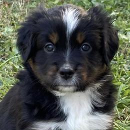 Miniature Australian Shepherds from Nicole’s Mini Aussies
