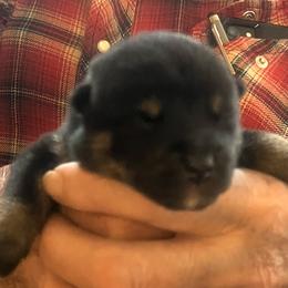 Stella Alpha Boy 3 (Elvis) - Black and tan male Shiba Inu puppy in Brecksville, Ohio from Shomaisou Shiba Inu
