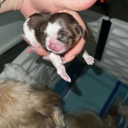 Luna - Chocolate female Shih Tzu puppy in Las Vegas, Nevada from P and J Farms