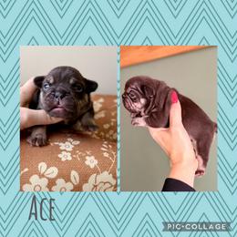 Ace - Liver male French Bulldog puppy in Upper Sandusky, Ohio from Rock Run Homestead