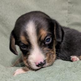 Black Collar Boy - Black tan and white male Beagle puppy in High Point, Ohio from Copper Sky Beagles