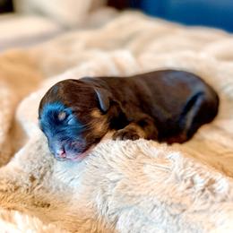 Toadette- yellow collar female - Phantom female Bernedoodle puppy in Salt Lake County, Utah from Coco Avenue Pups