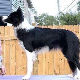 Soufflé - Black and white female Border Collie puppy in Summerville, South Carolina from MeadowView