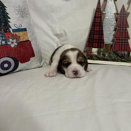 Girl 2 - White black and tan female Beagle puppy in Newman, California from Valley Beagles