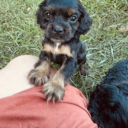 Boy 7 - Green - Black white and tan male Cocker Spaniel puppy in Ellenboro, North Carolina from Chantels Spaniels